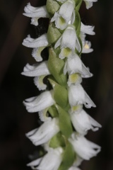 Spiranthes triloba