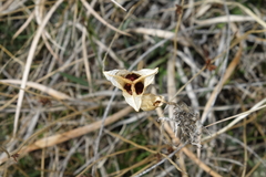 Iris missouriensis