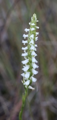 Spiranthes triloba