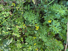 Tauschia texana