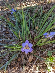 Iris unguicularis