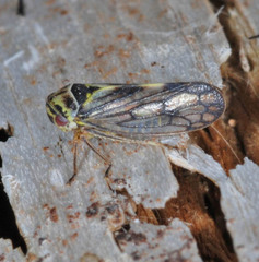 Oncopsis flavicollis