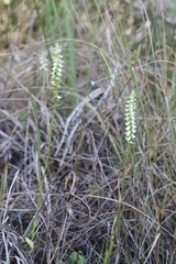 Spiranthes triloba