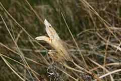 Iris missouriensis
