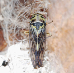 Oncopsis flavicollis