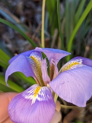 Iris unguicularis