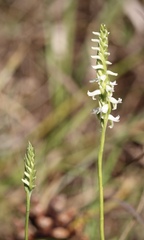 Spiranthes triloba