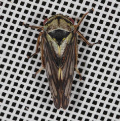 Oncopsis flavicollis