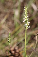 Spiranthes triloba