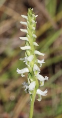 Spiranthes triloba