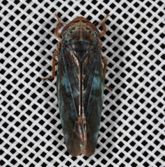 Athysanini