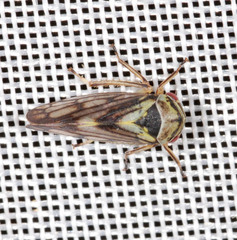Oncopsis flavicollis