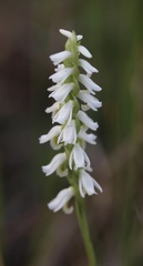 Spiranthes triloba