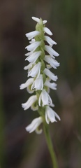 Spiranthes triloba