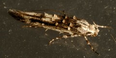 Leptozestis