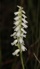 Spiranthes triloba