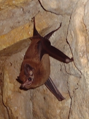 Peropteryx macrotis