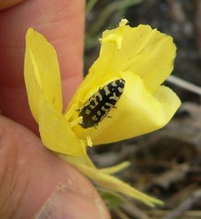 Acmaeodera solitaria