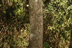 Triflorensia cameronii