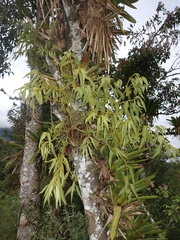 Santalaceae