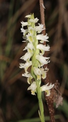 Spiranthes triloba