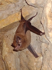 Peropteryx macrotis