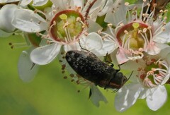 Diphucrania