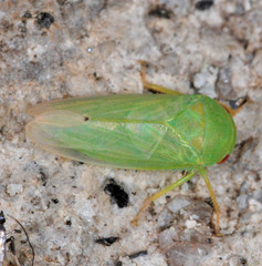 Batracomorphus allionii