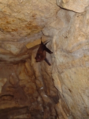 Peropteryx macrotis