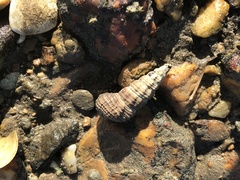 Batillaria australis