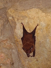 Peropteryx macrotis