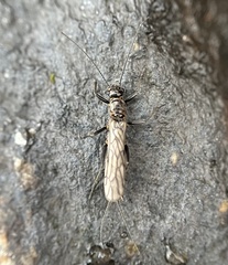 Plecoptera