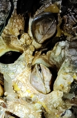 Semibalanus cariosus