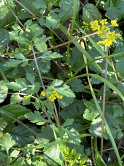 Tauschia texana
