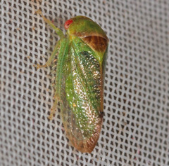 Iassinae