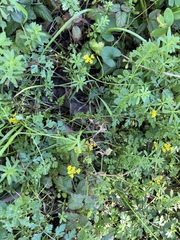 Tauschia texana
