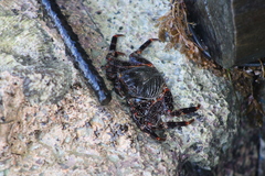 Grapsus