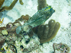 Acanthostracion polygonium