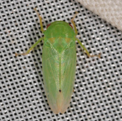 Batracomorphus allionii
