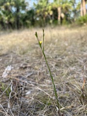 Linum medium texanum