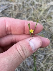 Linum medium texanum