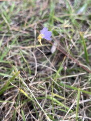 Pinguicula pumila