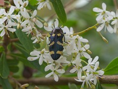 Castiarina