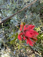 Castilleja affinis