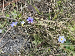 Pinguicula pumila