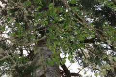 Triflorensia cameronii
