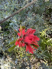 Castilleja affinis