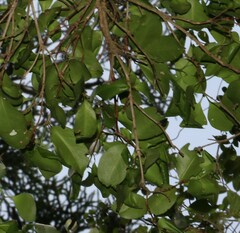 Triflorensia cameronii