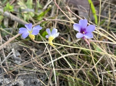 Pinguicula pumila