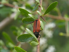 Castiarina